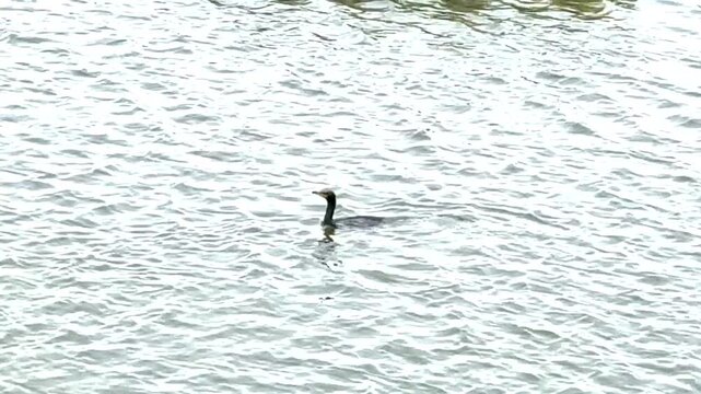 A cormorant bird swims back and forth in a creek under cloudy skies then dives under the water at the end.