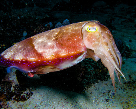 cuttlefish