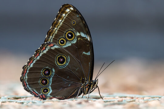 View of a blue morpho butterfly with closed wings showing prominent eyespots resting on a textured ground Hunawihr, Grand Est, France.