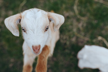 Obraz premium Playful goat kid in a sunny meadow, exploring grassy terrain with curious expression, gentle fur and wide eyes, captured in a natural rural setting for lifestyle storytelling