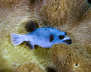  PUfferfish © Nick Hobgood