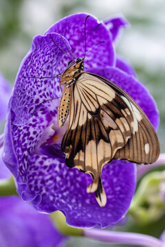 View of a large butterfly with cream and black patterned wings resting on a vibrant purple orchid flower Hunawihr, Grand Est, France.