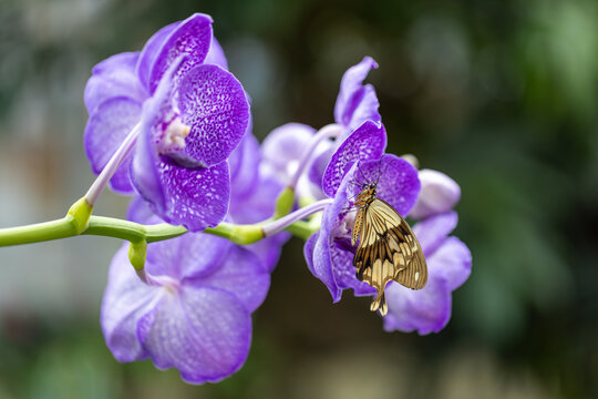 View of a butterfly resting on vibrant purple vanda orchids with a soft blurred background in Hunawihr, Grand Est, France.