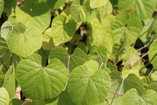 Southern California Grape, Vitis Girdiana, a brilliant native dioecious twining shrub displaying simple alternate reniform petiolate leaves during early Summer in Coastal Los Angeles County.