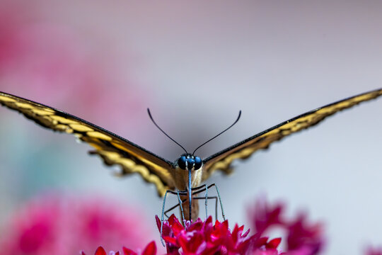 View of a swallowtail butterfly with spread wings perched on a vibrant pink flower against a soft bokeh background Hunawihr, Grand Est, France.