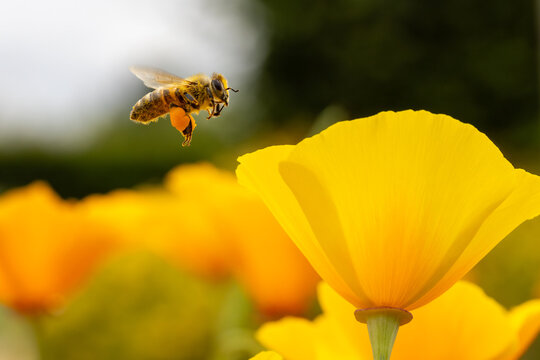 View of a honeybee in flight with full pollen baskets approaching a bright yellow flower in a blooming field Hunawihr, Grand Est, France.