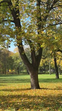 Golden autumn in city park: many yellow leaves peacefully falling down from big tree