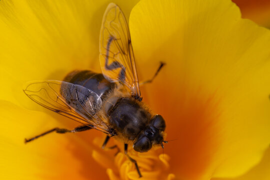 View of a hoverfly pollinating a bright yellow flower with detailed wings and body in a garden in Hunawihr, Grand Est, France.