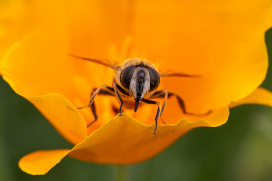 View of a hoverfly pollinating a vibrant orange flower with a soft blurred background in Hunawihr, Grand Est, France.