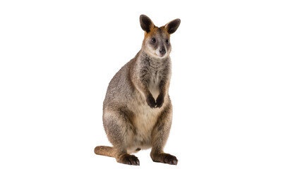 Isolated adorable wallaby with soft fur standing upright on hind legs looking forward © Ioana