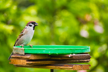 a sparrow on a garden feeder in the May sun © ogikk