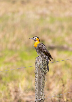 Campo Flicker perched in rural grassland landscape in Brazil.	