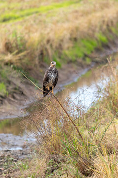 Large Bird of Prey Perched on a Thin Branch in an Open Countryside Landscape, Southern Brazil.	