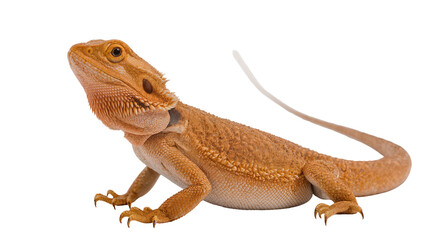 Fototapeta premium Isolated vibrant orange bearded dragon lizard, exotic pet reptile with spiky scales posing