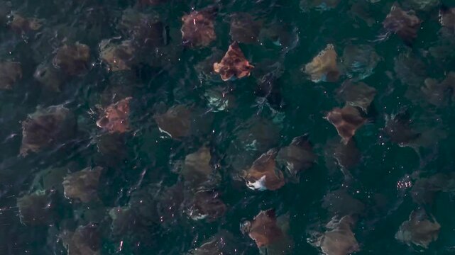 Watch a large school of mobula rays leap and splash in the clear waters of Sea of Cortez in Baja California Sur, Mexico.