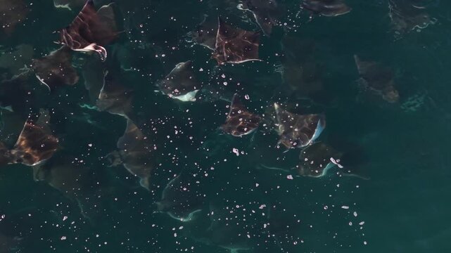 Aerial views capture a large school of mobulas as they leap and dance in the Sea of Cortez near Baja California Sur.