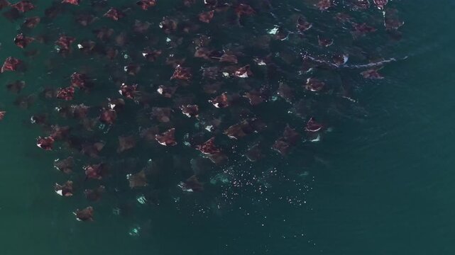 Watch as a large school of mobula rays leaps and dances in the Sea of Cortez, showcasing remarkable marine life in Baja California Sur.