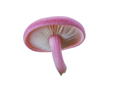 Isolated pink mushroom showing delicate gills and curved stem against a clean backdrop