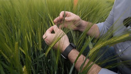 Agronomist inspecting green wheat crops, gently touching the young plants and examining their growth and health in an agricultural field during spring, symbolizing agriculture, research, and care © Aliaksandr