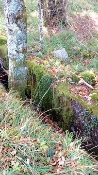 Overgrown concrete remnants of former Rapallo border fortifications near Breza, Croatia. Forest surrounds the weathered stone blocks, now covered in moss, ivy, and grass