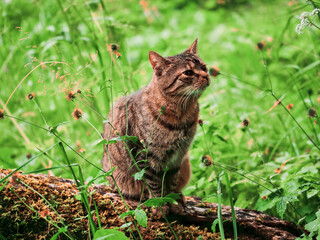 Obraz premium Brown tabby cat sits alert in lush green grass. Focused eyes gaze directly into the camera lens. Natural sunlight filters through surrounding foliage. Hunting pet in wild nature setting.
