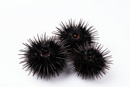 Three black sea urchins with sharp spines lay on white surface. Spiky echinoderms are seafood delicacy. Marine life, ocean habitat creatures ready for cooking.