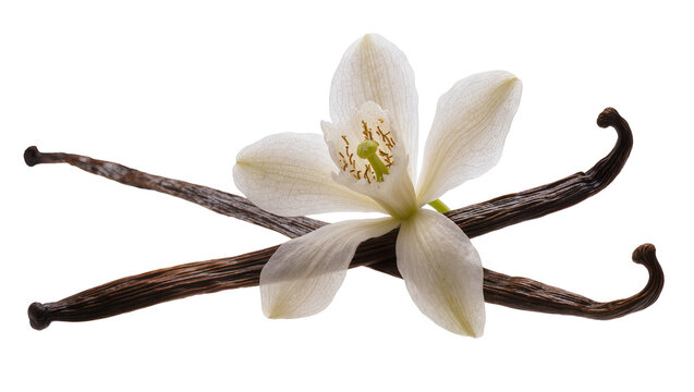 Isolated fragrant vanilla orchid flower with two aromatic dried brown vanilla pods