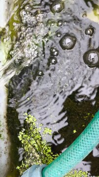 Adding Hornwort (Ceratophyllum demersum) to a Natural Garden Pond