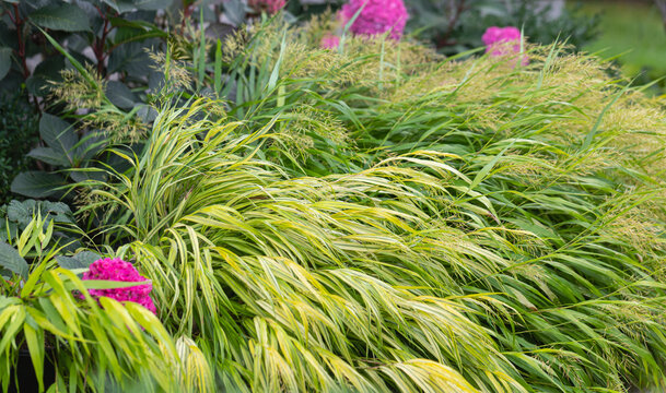 Japanese forest grass with arching golden green foliage and soft pink blooms, creating a lush shade planting with graceful texture and movement. Pink hydrangeas in background.