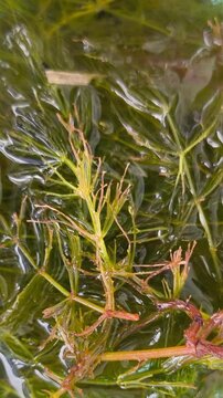 Adding Hornwort (Ceratophyllum demersum) to a Natural Garden Pond