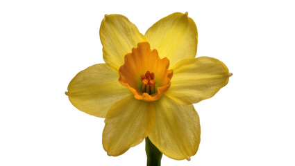 Obraz premium Isolated bright yellow daffodil flower with an orange center and green stalk, fresh spring bloom