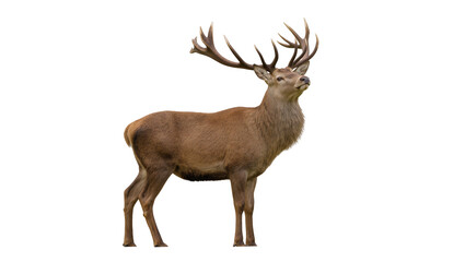 Fototapeta premium Isolated majestic red deer stag with large antlers standing, looking up, full body shot