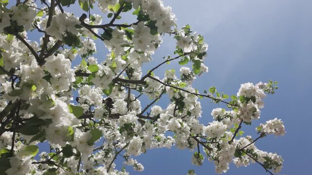 Blooming apple tree against a blue sky on a sunny spring day. Slow motion rotating looking up view of white fruit tree blossoms with bees collecting pollen among fresh flowering branches.