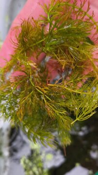 Adding Hornwort (Ceratophyllum demersum) to a Natural Garden Pond