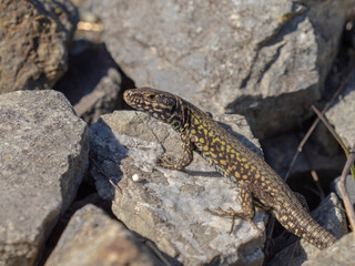 Fototapeta premium P4260890 European wall lizard, Podarcis muralis, crawling on rocks, cECP 2026