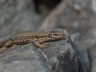 Fototapeta premium P5101311 basking European wall lizard, Podarcis muralis, cECP 2026