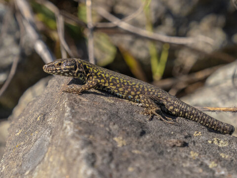 P4260906 basking European wall lizard, Podarcis muralis, with stumpy tail, cECP 2026
