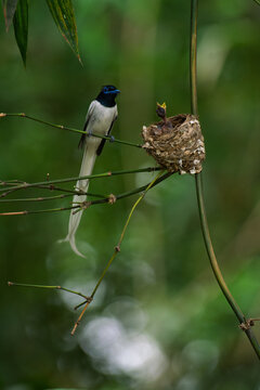View of a male Indian Paradise Flycatcher perched on a bamboo branch next to its nest with chicks in a lush green forest Joypurhat, Rajshahi Division, Bangladesh.