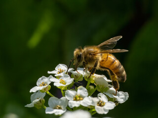 Obraz premium P6040313 western honey bee, Apis mellifera, on alyssum flowers, cECP 2024