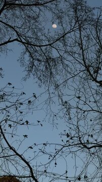 Slow pan tracking shot of moon rising through tree branches and silhouetted leaves in twilight sky