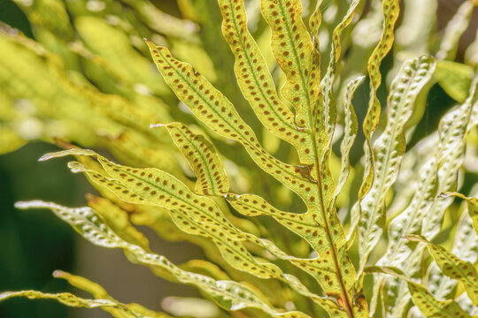 The fronds and the sori of the blue rabbit's foot fern