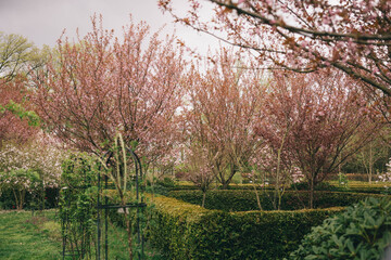 Fototapeta premium Romantic Couple Walking Together In Spring Garden