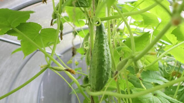 Fresh green cucumber is growing in a greenhouse. Healthy homegrown vegetarian food for sales. Small local business