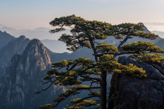 View of an ancient pine tree growing on a rocky cliff overlooking the jagged granite peaks and misty valleys of the Yellow Mountain Huangshan City, Anhui, China.