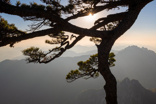 View of a silhouette of a pine tree against the misty peaks of the Yellow Mountain during a golden sunrise Huangshan City, Anhui, China.