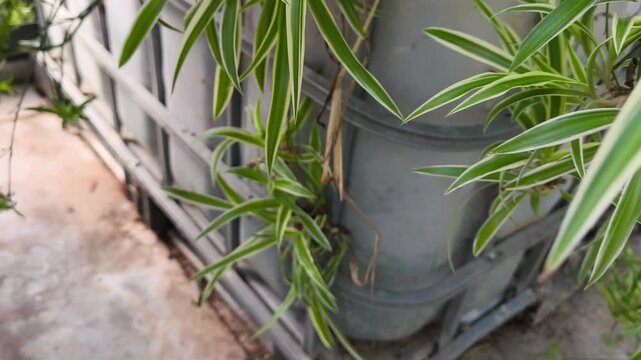 Spider Plant (Chlorophytum comosum) Growing in a Subtropical Greenhouse