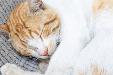 Cute and innocent ginger and white cat sleeping peacefully on a soft blanket © Boran