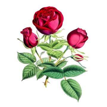 Vintage Victorian chromolithograph of a deep red-pink cabbage rose in full bloom with two large buds and bright green foliage. White background.