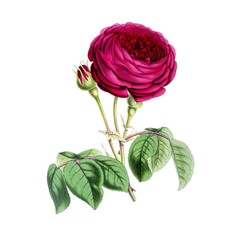 Vintage Victorian watercolor illustration of a densely layered deep magenta-purple cabbage rose in full bloom with a small bud on a purple-veined stem and light green foliage. White background. © Vintage Nature Co.