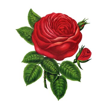 Vintage Victorian chromolithograph of a bright pure red rose in full bloom with two buds and bold dark green serrated foliage. White background.